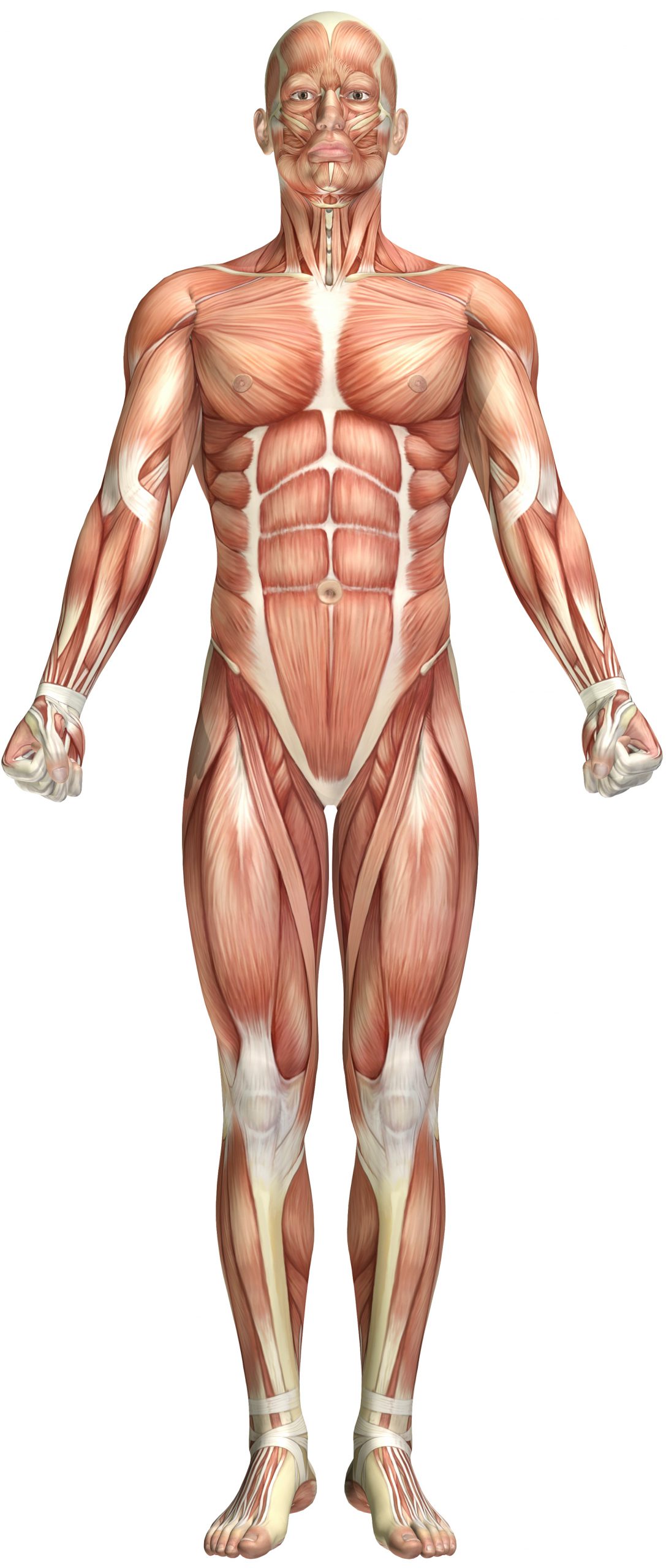 muscles-corps-humain Muscles du corps humain